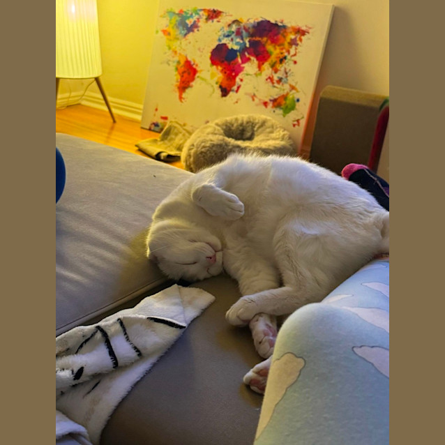 Photo of Skye *9 Lives Project Rescue*