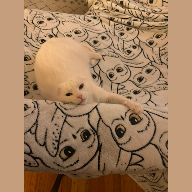 Photo of Skye *9 Lives Project Rescue*