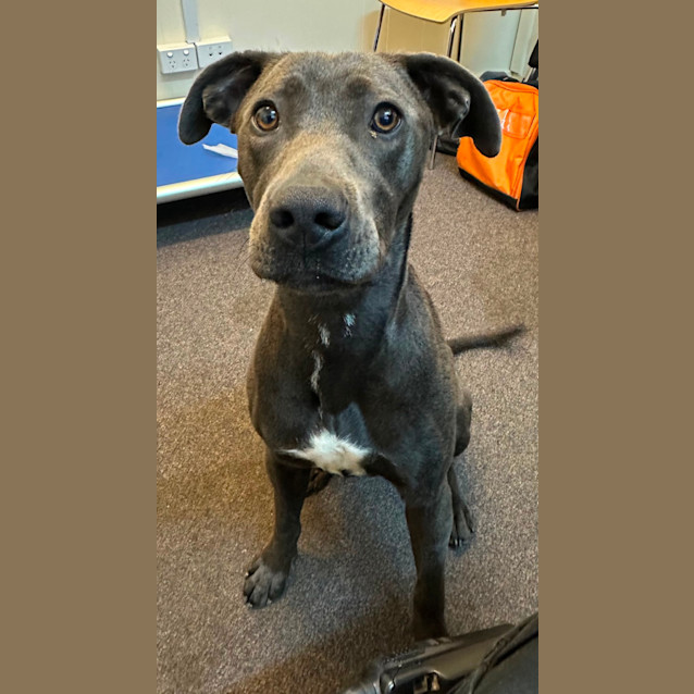 Photo of Luna