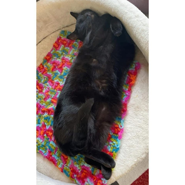 Photo of 8041   Noodle