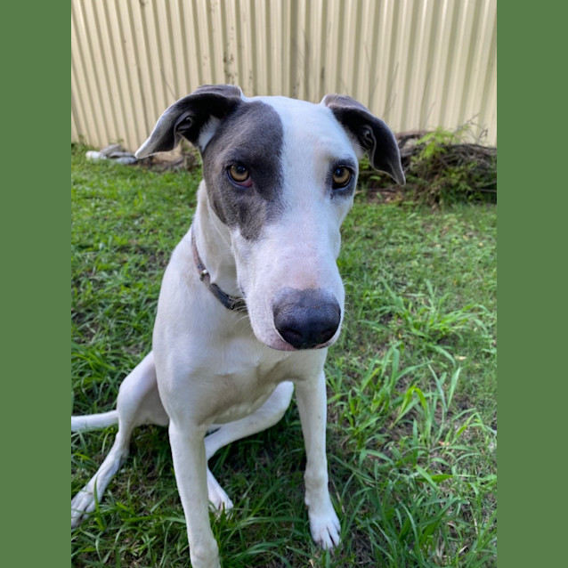 Photo of Lizzie *$150 Adoption Fee*