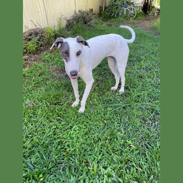 Photo of Lizzie *$150 Adoption Fee*