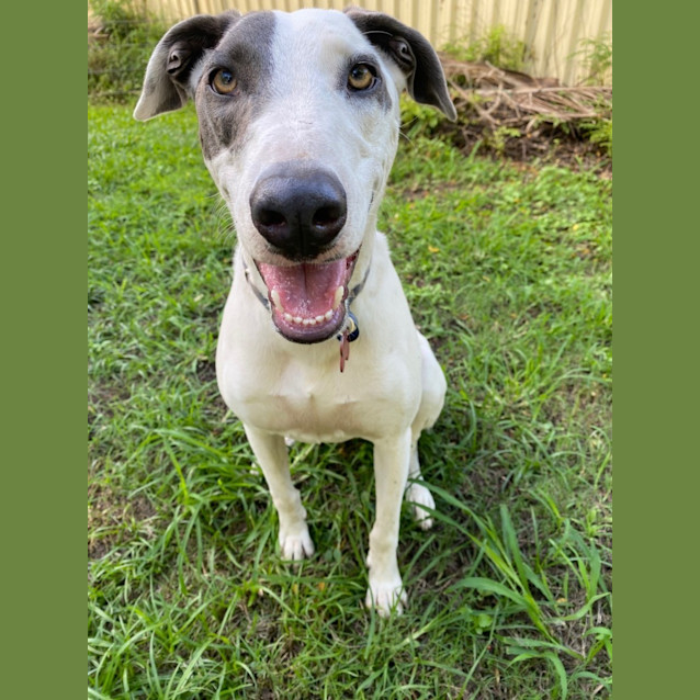 Photo of Lizzie *$150 Adoption Fee*