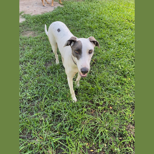 Photo of Lizzie *$150 Adoption Fee*