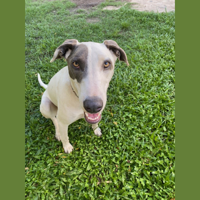 Photo of Lizzie *$150 Adoption Fee*