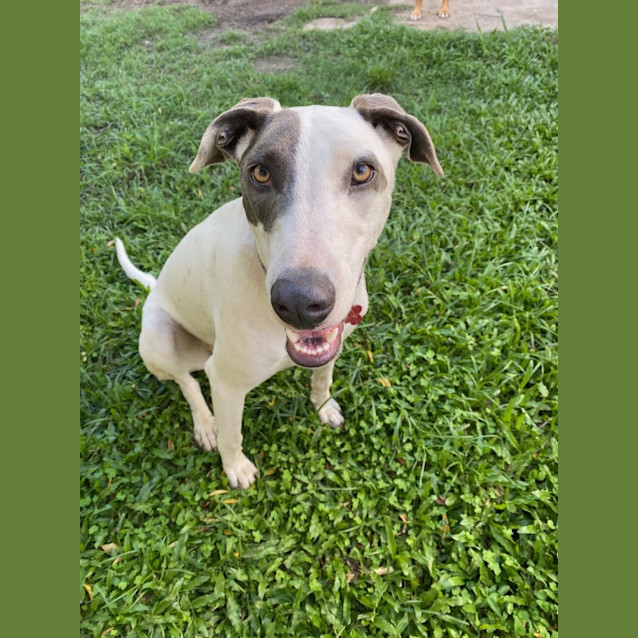 Photo of Lizzie *$150 Adoption Fee*