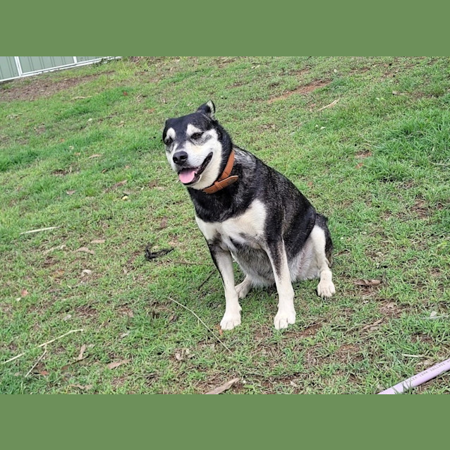 Photo of Nelly *$150 Adoption Fee* 