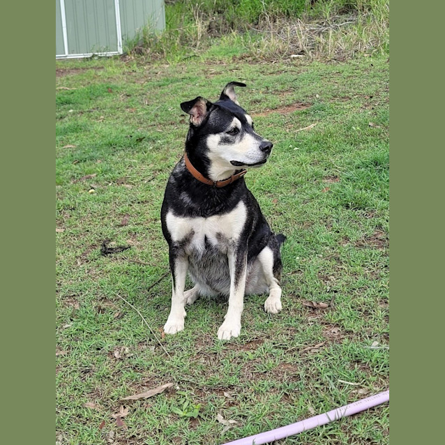 Photo of Nelly *$150 Adoption Fee* 