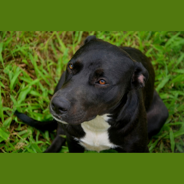 Photo of Lilo *$250 Adoption Fee*