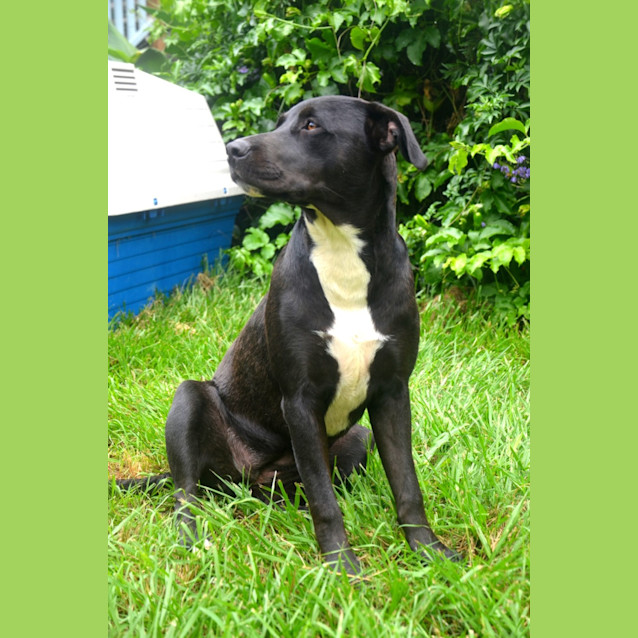 Photo of Lilo *$250 Adoption Fee*