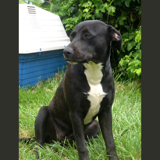 Photo of Lilo *$250 Adoption Fee*