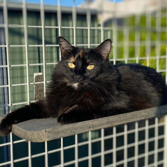 Photo of 6017   Lou Lou 