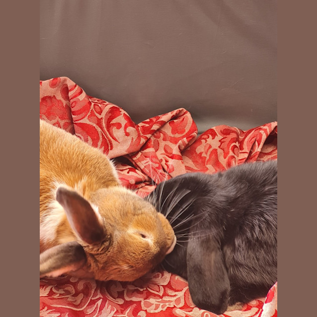 Photo of Ruby Destiny & Quinn