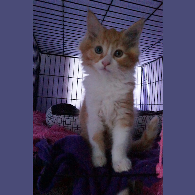 Photo of Gimly