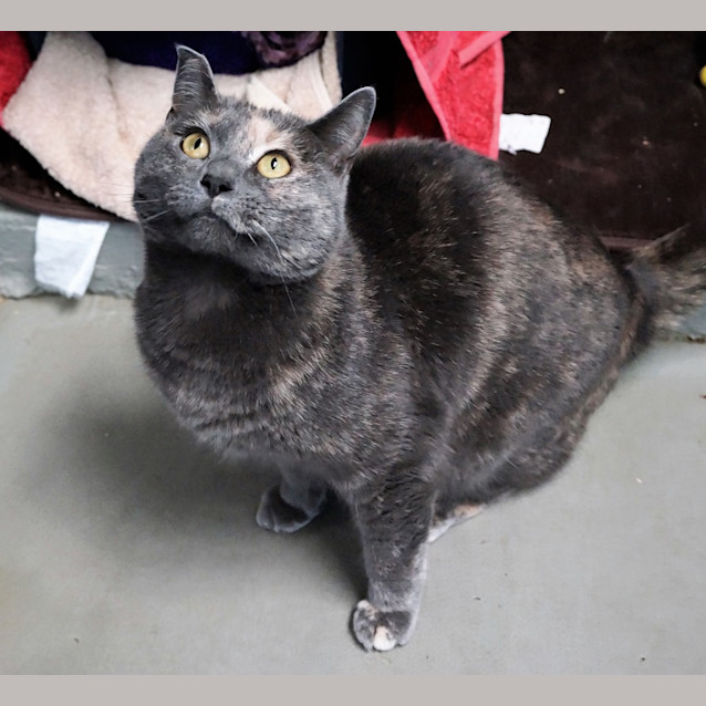 Photo of Misty