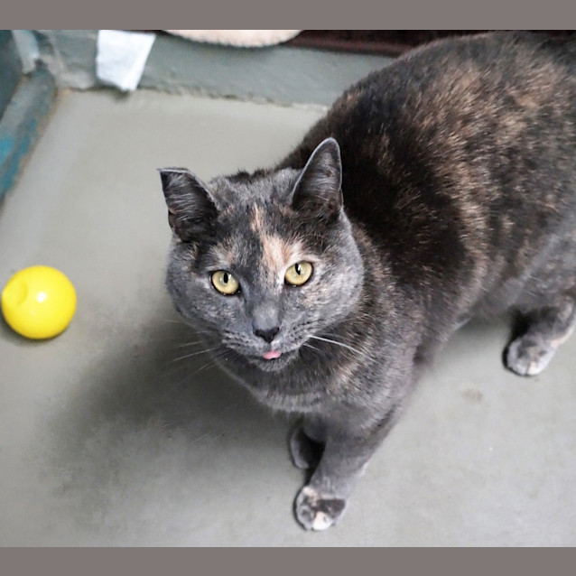 Photo of Misty