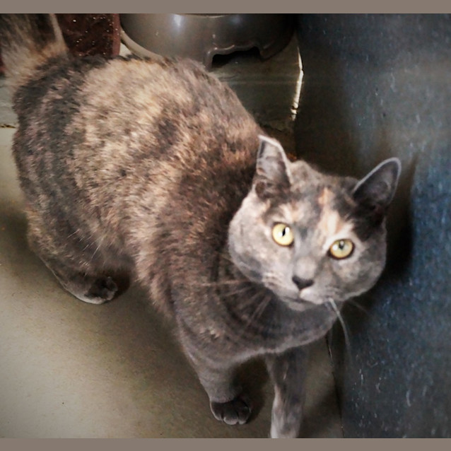 Photo of Misty