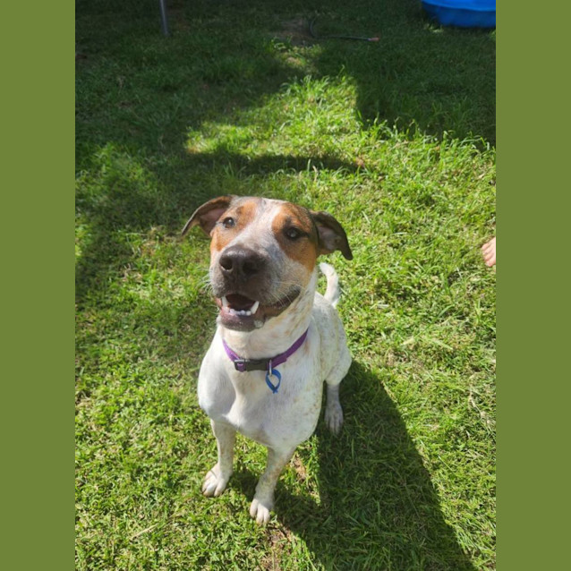 Photo of Kahlua *$150 Adoption Fee*