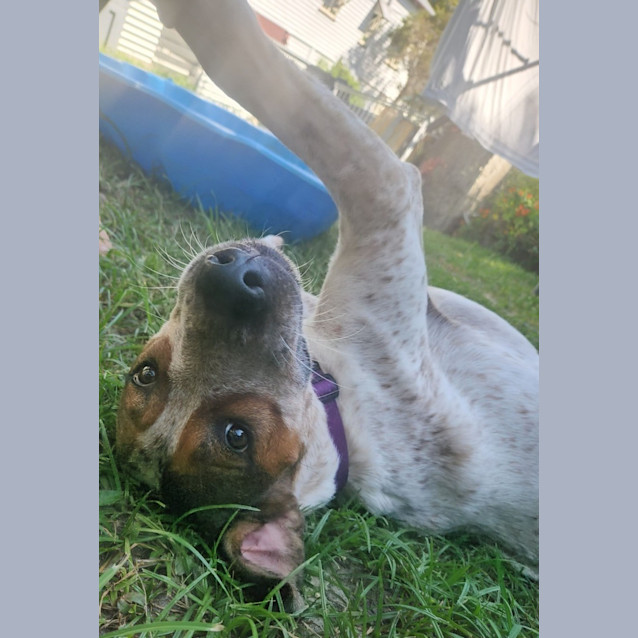 Photo of Kahlua *$150 Adoption Fee*