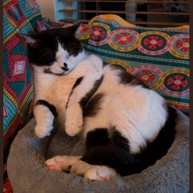 Photo of Humphrey