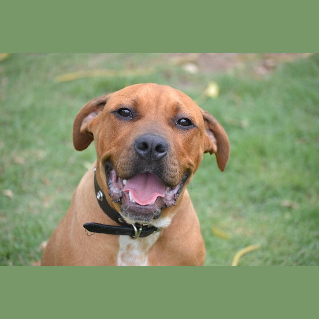 Photo of Ranger