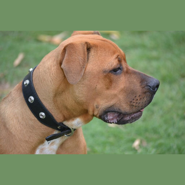 Photo of Ranger