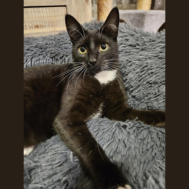 Photo of Alistair *9 Lives Project Rescue*