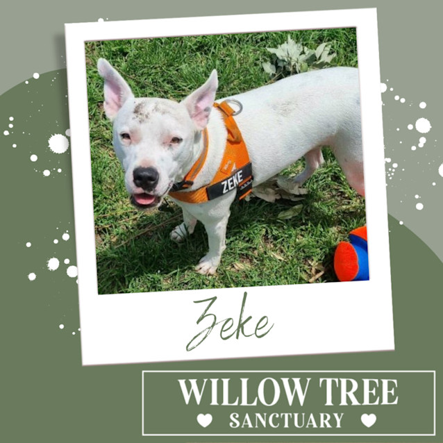 Photo of Zeke