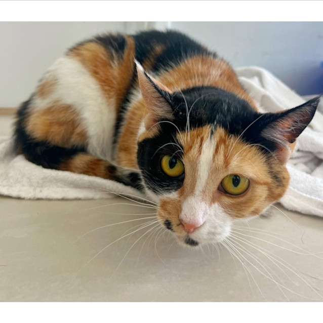 Photo of 10796   Kali