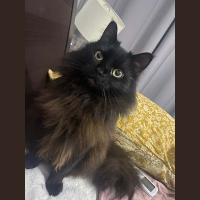 Photo of Dahlia