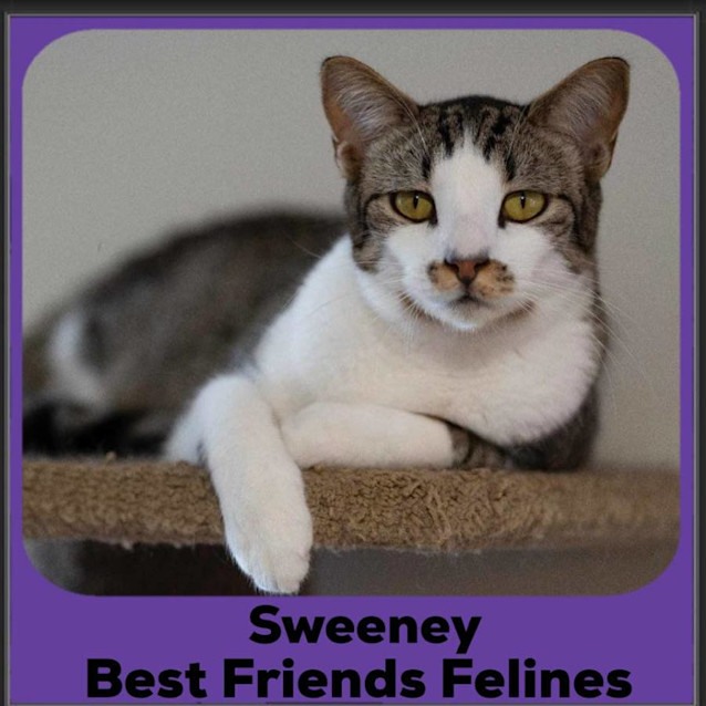 Photo of Sweeney 