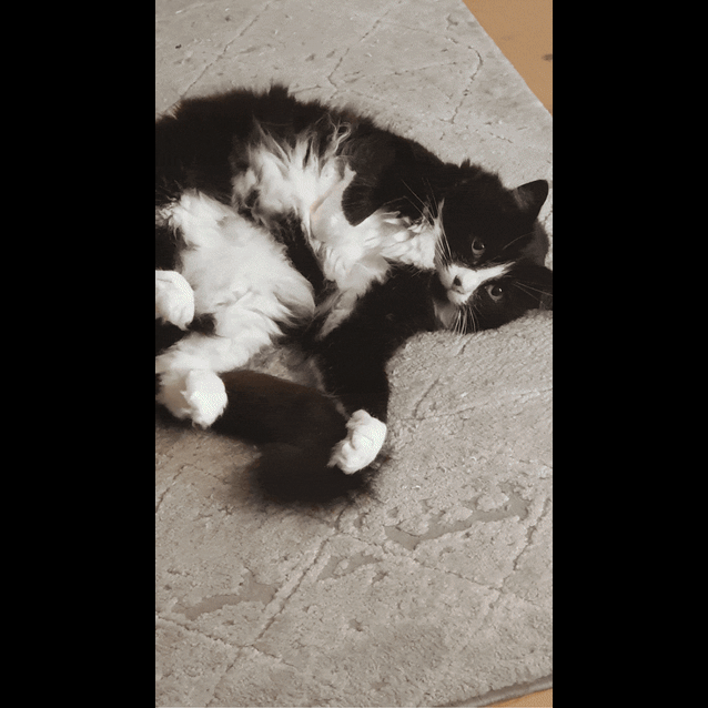 Photo of Walter And Jinx