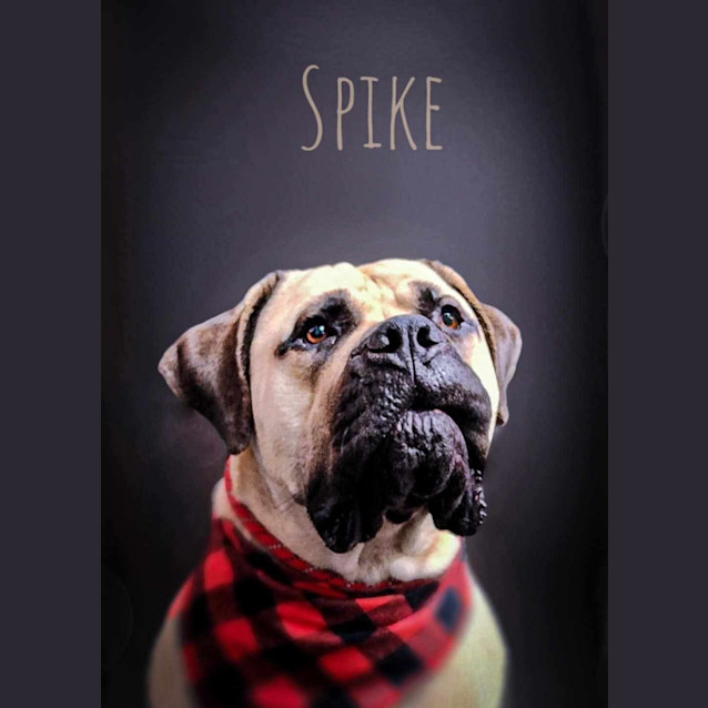 Photo of Spike