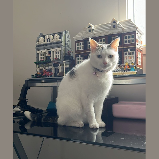 Photo of Snowy