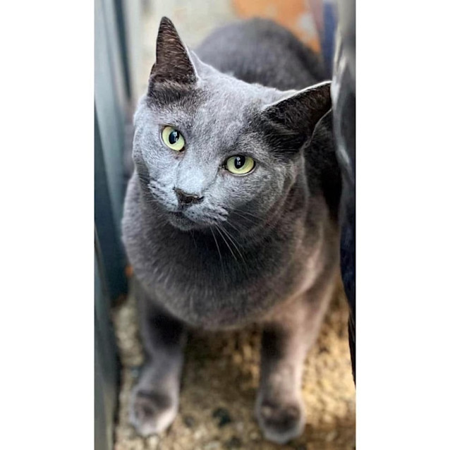 Photo of 8070   Aster