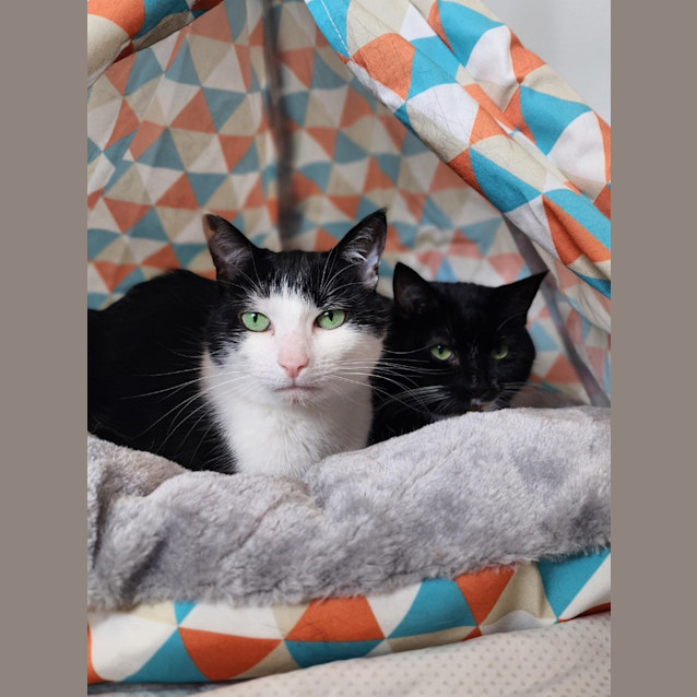 Photo of Beets / Moss