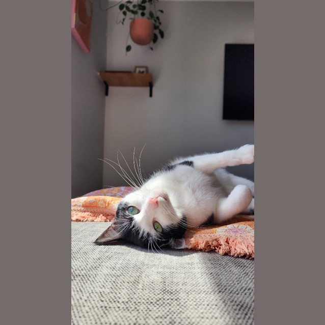 Photo of Beets / Moss