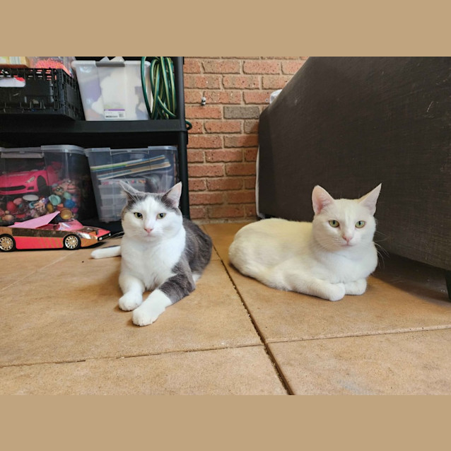 Photo of Blossom And Nova