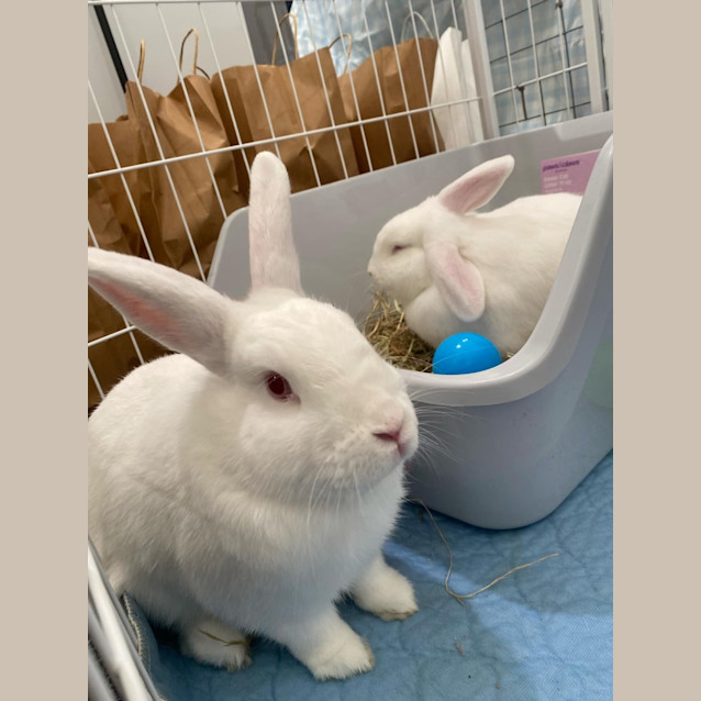 Photo of Wiggly Piggly And Twinkle Sprinkle