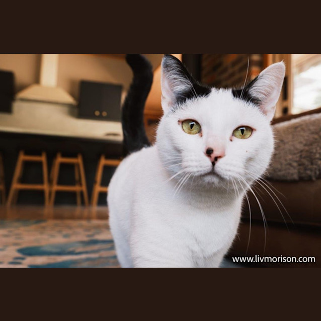 Photo of Sakura Kobayashi