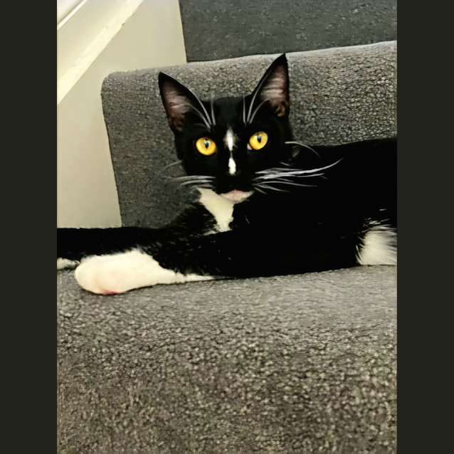 Photo of Blossom