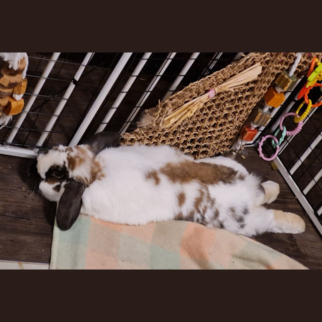 Photo of Tulip Connie