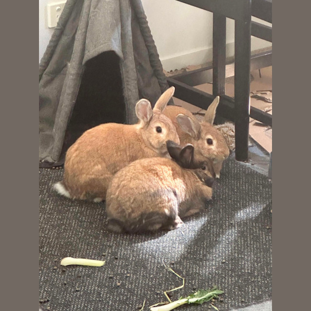 Photo of Mixie, Mishka And Marvel 