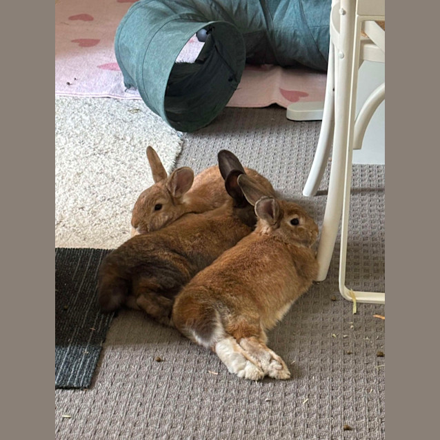 Photo of Mixie, Mishka And Marvel 