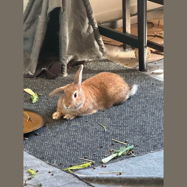 Photo of Mixie, Mishka And Marvel 