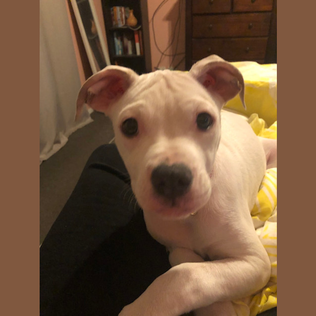 Photo of Snow White