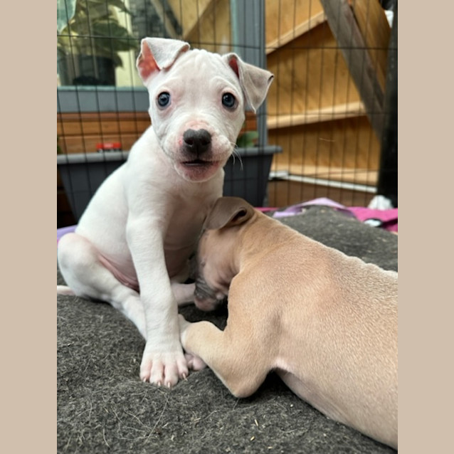 Photo of Snow White