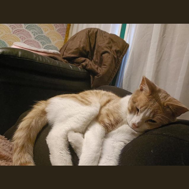 Photo of Aslan