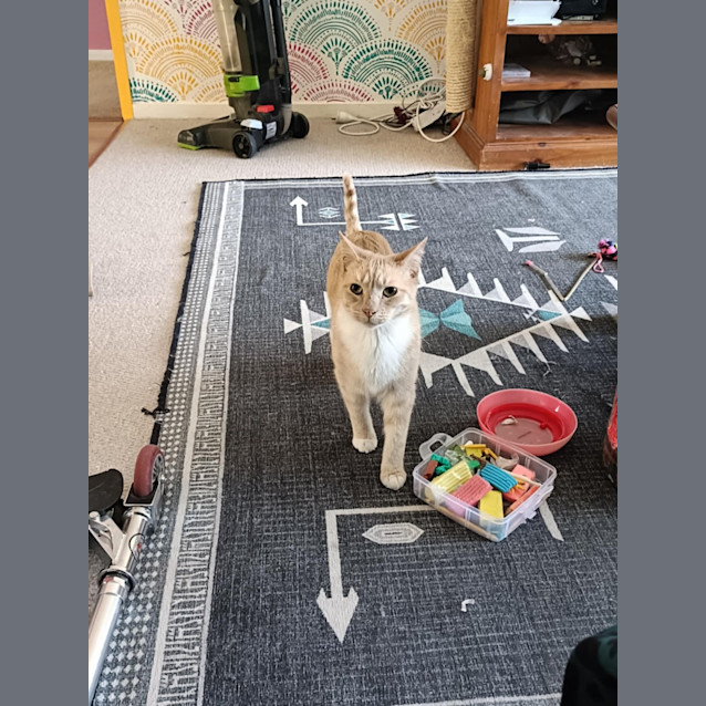Photo of Amber