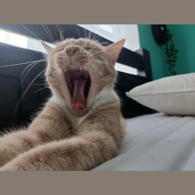 Photo of Amber